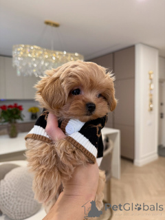 Foto №3. Maltipoo-Welpen mit der perfekten Mischung aus Niedlichkeit und Charme. Deutschland