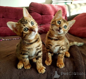 Foto №1. bengal katzenrasse - zum Verkauf in der Stadt Austkhoizer | 350€ | Ankündigung № 171011