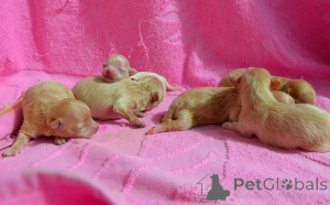 Foto №4. Ich werde verkaufen maltipu in der Stadt Kiew. vom kindergarten - preis - 1453€