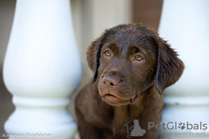 Foto №3. Labrador-Retriever-Welpen. Russische Föderation