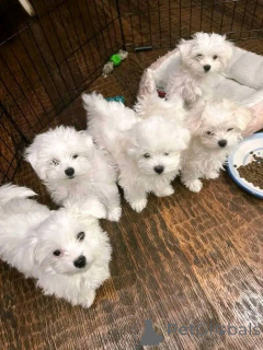 Foto №1. malteser - zum Verkauf in der Stadt Vilnius | verhandelt | Ankündigung № 162945