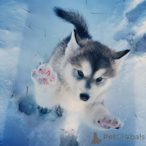 Foto №4. Ich werde verkaufen alaskan malamute in der Stadt Dekani. quotient 	ankündigung - preis - verhandelt