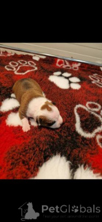 Foto №2 zu Ankündigung № 169322 zu verkaufen amerikanischer staffordshire terrier - einkaufen Kroatien 