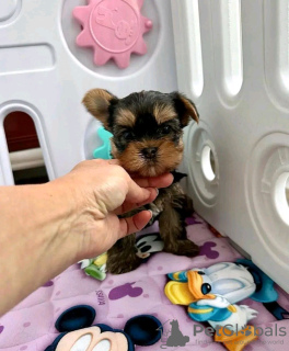 Foto №2 zu Ankündigung № 117308 zu verkaufen yorkshire terrier - einkaufen Finnland quotient 	ankündigung, züchter