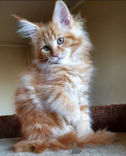 Foto №4. Ich werde verkaufen maine-coon-katze in der Stadt Indianapolis.  - preis - 284€
