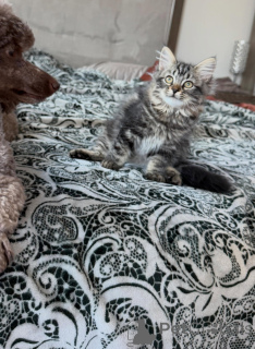 Foto №3. Wunderschöne Sibirische Katzen, liebevoll, intelligent und in Familienhaltung. Schweden