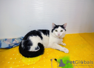 Zusätzliche Fotos: Eine sehr anhängliche junge Katze Zucchini sucht dringend ein Zuhause