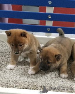 Foto №1. shiba - zum Verkauf in der Stadt Hamburg | 550€ | Ankündigung № 160412