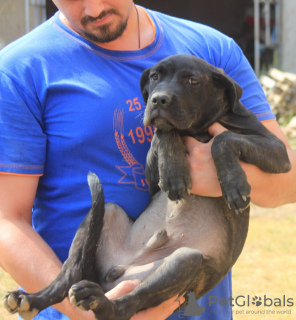 Foto №2 zu Ankündigung № 116666 zu verkaufen cane corso italiano - einkaufen Serbien 