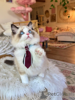 Foto №2 zu Ankündigung № 155564 zu verkaufen ragdoll-katze - einkaufen Österreich quotient 	ankündigung