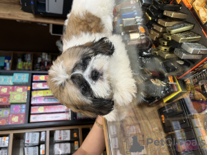 Foto №2 zu Ankündigung № 113024 zu verkaufen shih tzu - einkaufen Israel quotient 	ankündigung, züchter