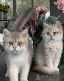 Foto №1. chinchilla-katze - zum Verkauf in der Stadt München | verhandelt | Ankündigung № 163612