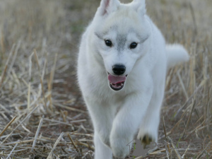 Foto №2 zu Ankündigung № 126735 zu verkaufen otterhund - einkaufen Serbien 