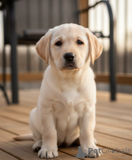 Foto №2 zu Ankündigung № 168073 zu verkaufen labrador retriever - einkaufen Deutschland quotient 	ankündigung