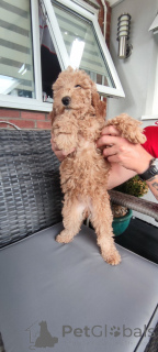 Foto №1. mischlingshund - zum Verkauf in der Stadt Malibu | verhandelt | Ankündigung № 140839