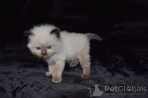 Foto №2 zu Ankündigung № 121910 zu verkaufen ragdoll-katze - einkaufen Polen quotient 	ankündigung, züchter