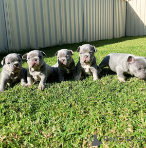 Foto №1. französische bulldogge - zum Verkauf in der Stadt Reims | verhandelt | Ankündigung № 154216