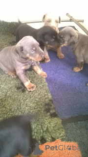 Foto №4. Ich werde verkaufen dobermann in der Stadt Nieuwpoort. quotient 	ankündigung, züchter - preis - 550€