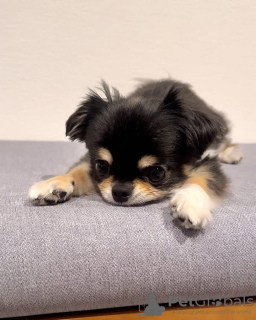 Foto №2 zu Ankündigung № 132462 zu verkaufen chihuahua - einkaufen Belgien züchter