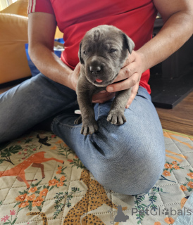 Foto №1. cane corso italiano - zum Verkauf in der Stadt Zachris | 450€ | Ankündigung № 168931