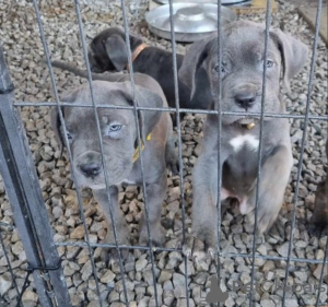 Foto №1. cane corso italiano - zum Verkauf in der Stadt Stockholm | verhandelt | Ankündigung № 113243