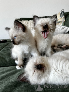 Foto №1. birma-katze - zum Verkauf in der Stadt Leimen | 450€ | Ankündigung № 166318