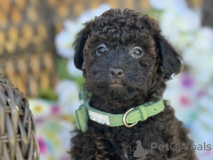 Foto №1. maltipu - zum Verkauf in der Stadt München | 900€ | Ankündigung № 149577