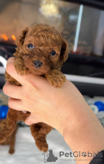 Foto №2. Heimtierprodukte in USA. Price - verhandelt. Ankündigung № 129386 