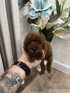 Foto №2 zu Ankündigung № 156680 zu verkaufen pudel (toy) - einkaufen Serbien 