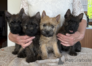 Foto №1. cairn terrier - zum Verkauf in der Stadt De haan | verhandelt | Ankündigung № 170818