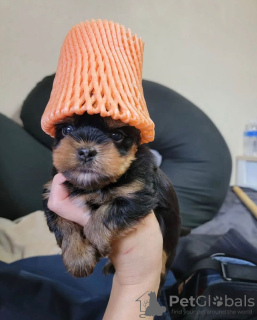 Foto №2 zu Ankündigung № 133366 zu verkaufen yorkshire terrier - einkaufen Deutschland quotient 	ankündigung