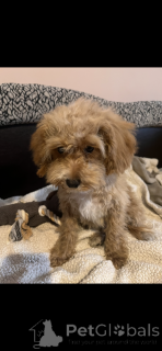 Zusätzliche Fotos: Adoption von Maltipoo (maltesischer Bichon; Pudel)