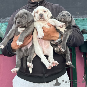 Foto №1. cane corso italiano - zum Verkauf in der Stadt Magdeburg | verhandelt | Ankündigung № 176442