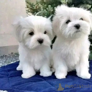 Foto №1.  - zum Verkauf in der Stadt Lissabon | 750€ | Ankündigung № 160477