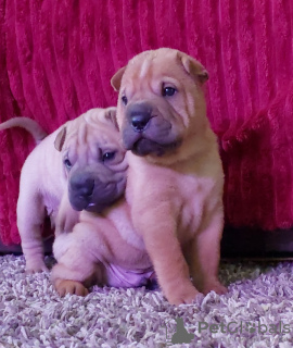 Zusätzliche Fotos: Shar-Pei-Babys