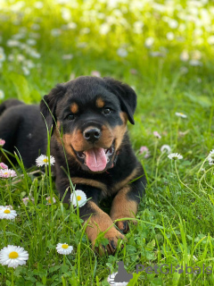 Foto №3. Rottweilerwelpen zu verkaufen. Weißrussland