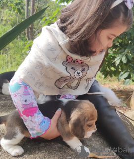 Foto №4. Ich werde verkaufen beagle in der Stadt Berlin. quotient 	ankündigung - preis - 473€