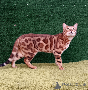 Foto №1. bengal katzenrasse - zum Verkauf in der Stadt Ufa | 755€ | Ankündigung № 150612