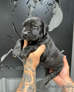 Foto №3. Stärke mit einer sanften Seele.. Italien