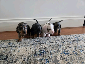 Foto №1. dackel - zum Verkauf in der Stadt Helsinki | 1500€ | Ankündigung № 163148