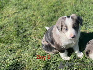 Foto №2 zu Ankündigung № 152376 zu verkaufen border terrier - einkaufen USA züchter