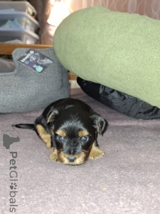 Foto №4. Ich werde verkaufen biewer terrier, yorkshire terrier in der Stadt Helsinki. quotient 	ankündigung, vom kindergarten, züchter - preis - 650€