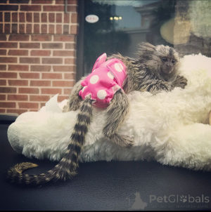 Foto №3. Weißbüschelaffe. USA