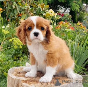 Foto №2 zu Ankündigung № 155453 zu verkaufen cavalier king charles spaniel - einkaufen Island quotient 	ankündigung