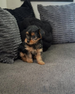 Foto №3. Yorkie-Welpen bereit für ein liebevolles Zuhause. Business WhatsApp. Litauen