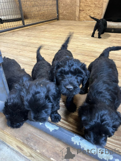 Foto №1. cão de água português - zum Verkauf in der Stadt Amsterdam | 678€ | Ankündigung № 163883