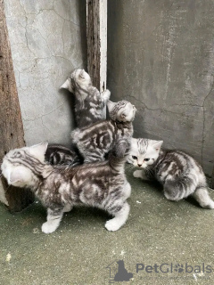 Foto №3. Gesunde, süße, entzückende Maine-Coon-Kätzchen sind jetzt zum Verkauf verfügbar. Deutschland