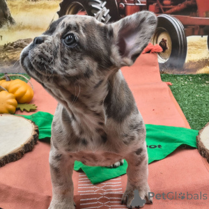 Foto №3. Tess Französische Bulldogge, weiblich, 10 Wochen alt, bereit, nach Hause zu. USA