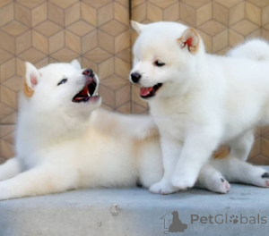 Foto №3. Japanische Shiba Inu Welpen.. Schweden