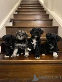 Foto №1. schnauzer - zum Verkauf in der Stadt Paris | 700€ | Ankündigung № 166766